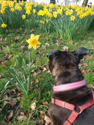 Illustration de l'article : 16 photos de chiens qui font concurrence à la beauté de la nature