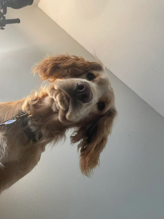 Illustration de l'article : 17 photos de chiens dont le regard vaut mille mots