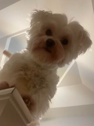 Illustration de l'article : 17 photos de chiens dont le regard vaut mille mots