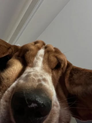 Illustration de l'article : 17 photos de chiens dont le regard vaut mille mots