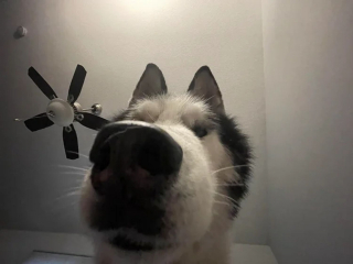 Illustration de l'article : 17 photos de chiens dont le regard vaut mille mots