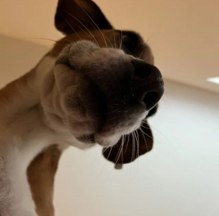 Illustration de l'article : 17 photos de chiens dont le regard vaut mille mots