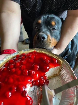 Illustration de l'article : 17 photos de chiens dont le regard vaut mille mots