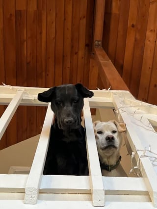 Illustration de l'article : 17 photos de chiens dont le regard vaut mille mots