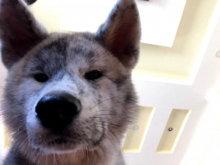 Illustration de l'article : 17 photos de chiens dont le regard vaut mille mots