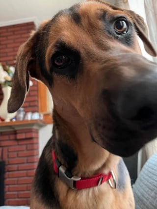 Illustration de l'article : 17 photos de chiens dont le regard vaut mille mots