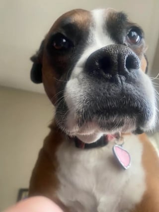 Illustration de l'article : 17 photos de chiens dont le regard vaut mille mots