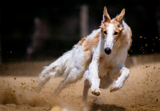 Illustration de l'article : 11 sports canins ludiques et idéals pour vous renforcer votre relation avec votre chien