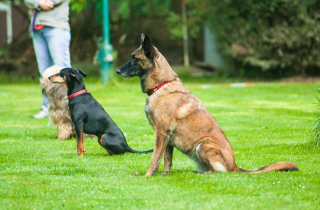 Illustration de l'article : 11 sports canins ludiques et idéals pour vous renforcer votre relation avec votre chien