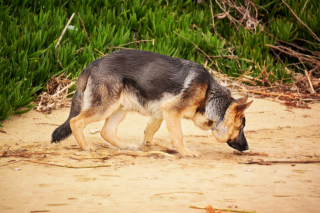 Illustration de l'article : 11 sports canins ludiques et idéals pour vous renforcer votre relation avec votre chien