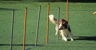 Illustration de l'article : 11 sports canins ludiques et idéals pour vous renforcer votre relation avec votre chien