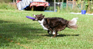Illustration de l'article : 11 sports canins ludiques et idéals pour vous renforcer votre relation avec votre chien