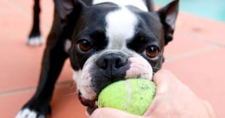 Illustration de l'article : 11 sports canins ludiques et idéals pour vous renforcer votre relation avec votre chien