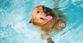 Illustration de l'article : 11 sports canins ludiques et idéals pour vous renforcer votre relation avec votre chien
