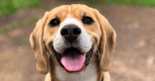 Illustration de l'article : 11 sports canins ludiques et idéals pour vous renforcer votre relation avec votre chien