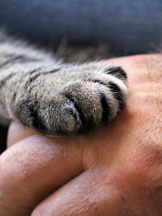 Illustration de l'article : Retour des chaleurs : 8 astuces pour aider votre chat à la supporter