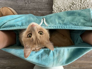 Illustration de l'article : 20 chiens et chats qui ne connaissent pas les limites de l'espace privé