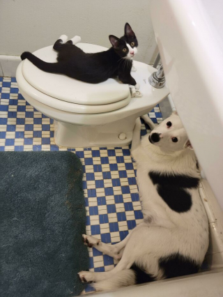 Illustration de l'article : 20 chiens et chats qui ne connaissent pas les limites de l'espace privé