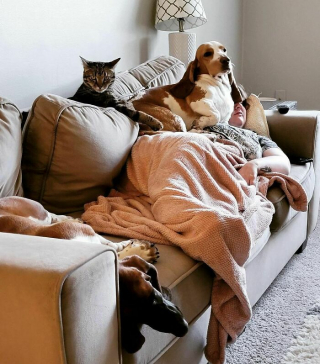 Illustration de l'article : 20 chiens et chats qui ne connaissent pas les limites de l'espace privé