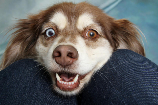 Illustration de l'article : 10 avantages d'avoir un chien dans sa vie