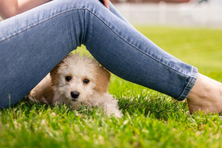 Illustration de l'article : 10 avantages d'avoir un chien dans sa vie