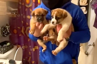 Illustration de l'article : Un sportif de haut niveau brave tous les dangers pour sauver une famille de chiens piégée par les inondations (vidéo)