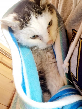 Illustration de l'article : Une chatte senior surmonte les épreuves avec courage et fait sensation sur Internet avec son ronronnement adorable (vidéo)