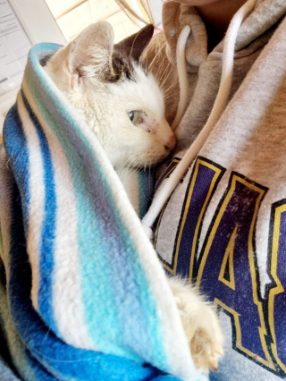 Illustration de l'article : Une chatte senior surmonte les épreuves avec courage et fait sensation sur Internet avec son ronronnement adorable (vidéo)