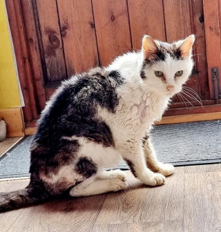 Illustration de l'article : Une chatte senior surmonte les épreuves avec courage et fait sensation sur Internet avec son ronronnement adorable (vidéo)