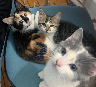 Illustration de l'article : Une chatte errante retrouvée avec ses 3 chatons sous un balcon cherche désormais une nouvelle famille à qui faire confiance (vidéo)