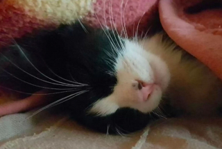 Illustration de l'article : Une jeune chatte errante prend un nouveau départ dans la vie et parcourt le monde avec son sauveur (vidéo)