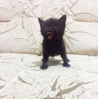 Illustration de l'article : 20 photos de chats et de chiens qui révèlent leur côté espiègle