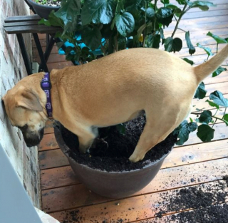 Illustration de l'article : 20 photos de chats et de chiens qui révèlent leur côté espiègle