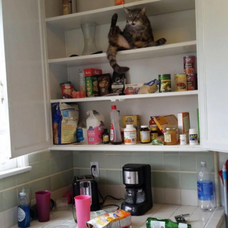 Illustration de l'article : 20 photos de chats et de chiens qui révèlent leur côté espiègle