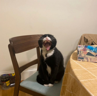 Illustration de l'article : 20 photos de chats et de chiens qui révèlent leur côté espiègle