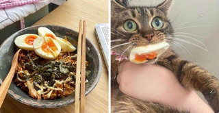 Illustration de l'article : 20 photos de chats et de chiens qui révèlent leur côté espiègle