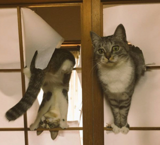 Illustration de l'article : 20 photos de chats et de chiens qui révèlent leur côté espiègle