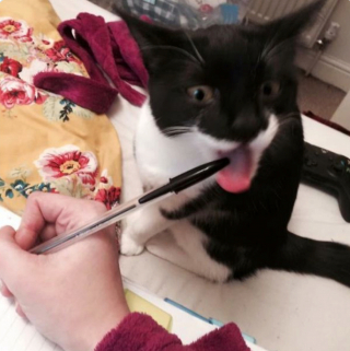 Illustration de l'article : 20 photos de chats et de chiens qui révèlent leur côté espiègle