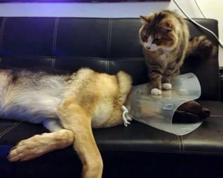 Illustration de l'article : 20 photos de chats et de chiens qui révèlent leur côté espiègle