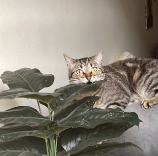 Illustration de l'article : 20 photos de chats et de chiens qui révèlent leur côté espiègle