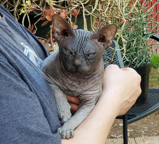 Illustration de l'article : Un Sphynx âgé trouve une famille d’adoption pour ses vieux jours malgré son air grincheux 