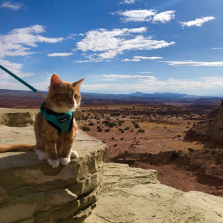 Illustration de l'article : 15 photos d'un chat menant une vie de baroudeur