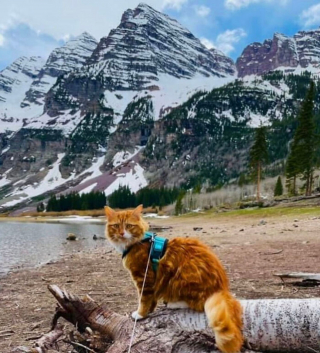 Illustration de l'article : 15 photos d'un chat menant une vie de baroudeur