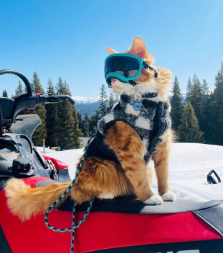 Illustration de l'article : 15 photos d'un chat menant une vie de baroudeur