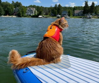 Illustration de l'article : 15 photos d'un chat menant une vie de baroudeur