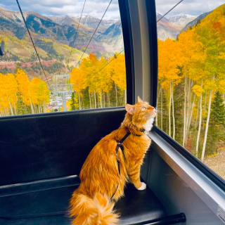 Illustration de l'article : 15 photos d'un chat menant une vie de baroudeur