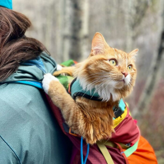 Illustration de l'article : 15 photos d'un chat menant une vie de baroudeur