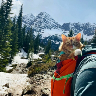 Illustration de l'article : 15 photos d'un chat menant une vie de baroudeur