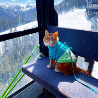 Illustration de l'article : 15 photos d'un chat menant une vie de baroudeur