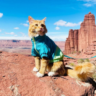 Illustration de l'article : 15 photos d'un chat menant une vie de baroudeur